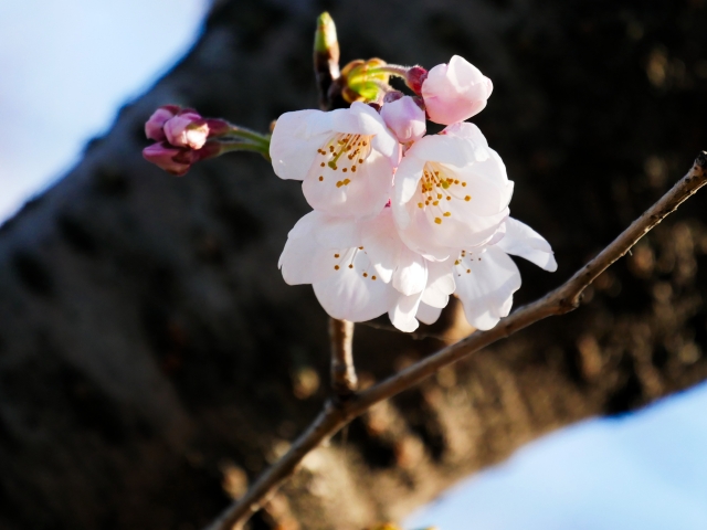 4月の旬な物をご紹介！4月が旬の花や食べ物、行事などをまとめてご紹介！