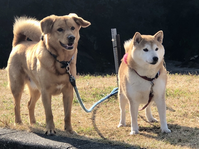 7月～12月の生き物にまつわる記念日をご紹介！記念日の由来は何？