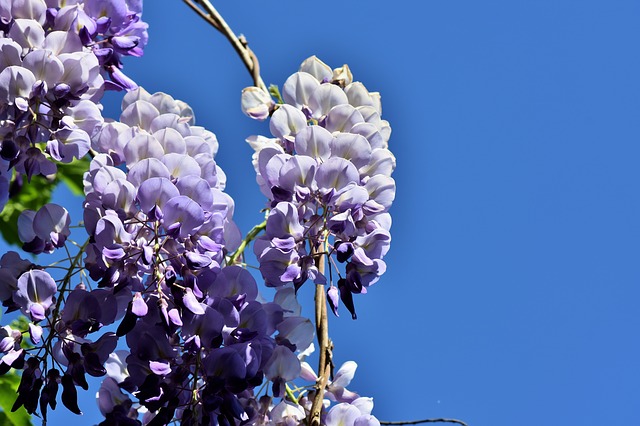 愛知県・徳川園の牡丹とは？四季の花やイベントを楽しもう！