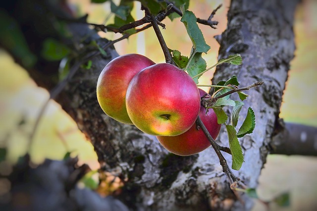 青森県のりんご公園でアップルパイから収穫祭まで楽しもう！