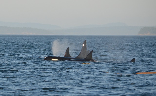北海道・知床ネイチャークルーズで羅臼のクジラに出会おう！