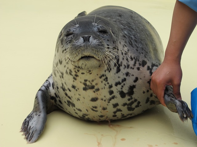 福井県・越前松島水族館でアザラシに会おう！オススメのランチもご紹介