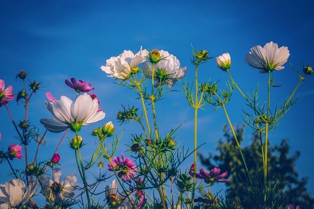 福岡県・遠賀川で菜の花やコスモスを満喫しよう！イベントもご紹介！