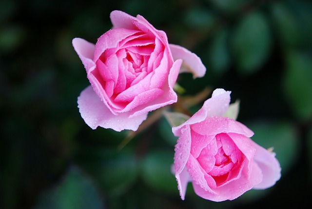 茨城県のフラワーパークでアトラクションやバラの花を楽しもう！