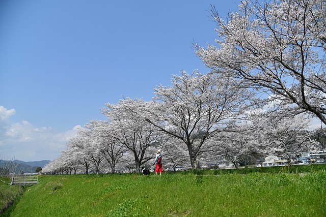 岩手県・御所湖のイベントとは？桜から紅葉まで楽しく巡ってみよう！