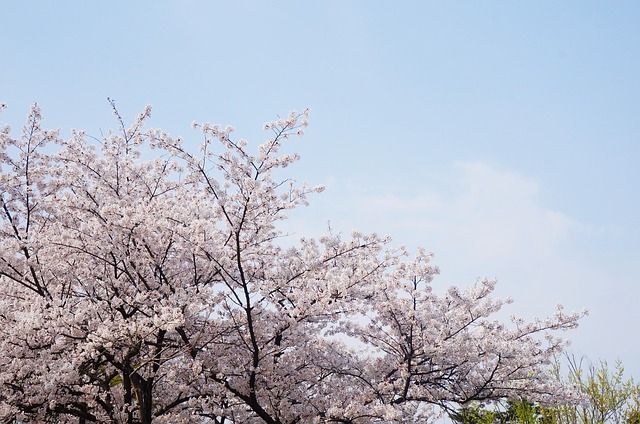 岩手県・高松公園のボートとは？注目の桜やバラ園までご紹介！