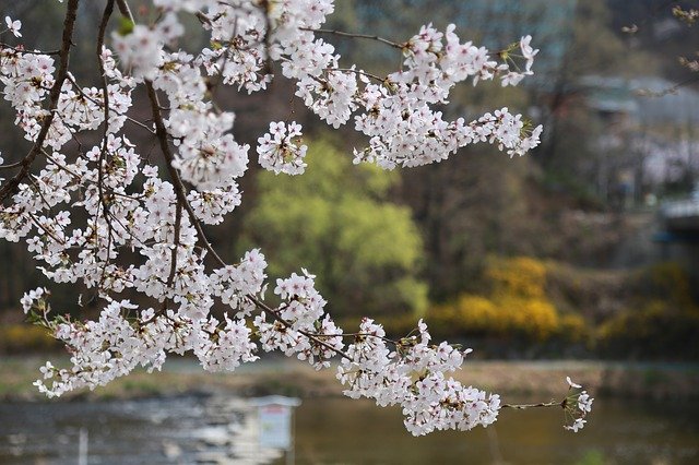 宮崎県・観音池公園で桜や紅葉を満喫！オススメのランチもご紹介！