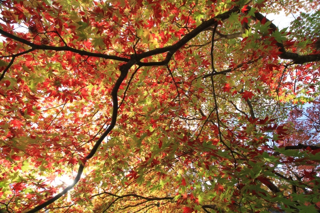 弥彦公園もみじ谷の紅葉　2017年の見頃時期は？見どころも紹介！