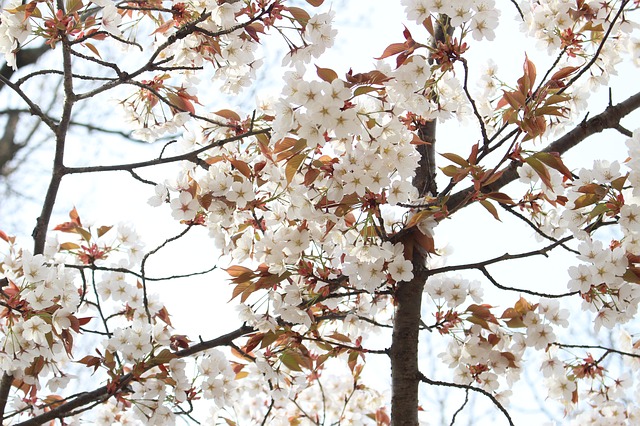 大阪府・大仙公園の古墳とは？日本庭園で桜や紅葉を楽しもう！