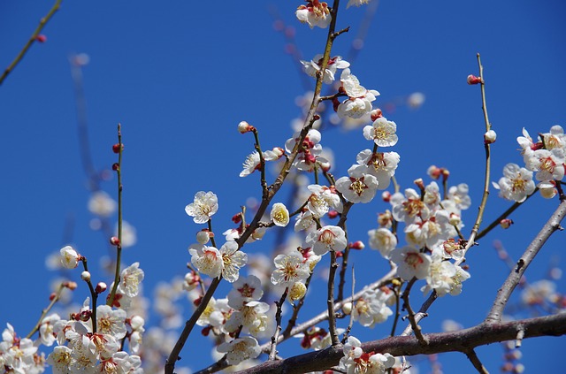 大阪府・龍泉寺の歴史とは？梅の花や紅葉をゆったり巡ろう！