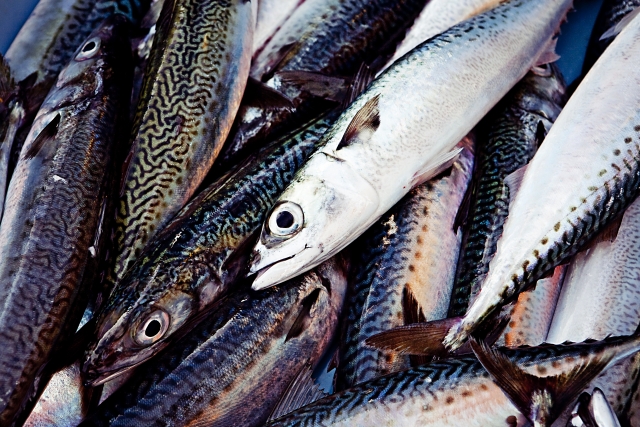 魚にはどんな栄養が含まれているの？