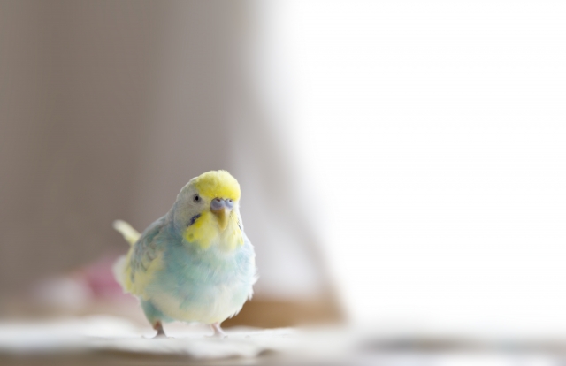 初心者でも安心して飼育できる鳥にはどんな種類があるの 季節イベントと観光地情報 豆知識 お役立ち情報ご紹介サイト