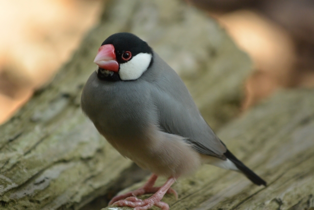 初心者でも安心して飼育できる鳥にはどんな種類があるの？