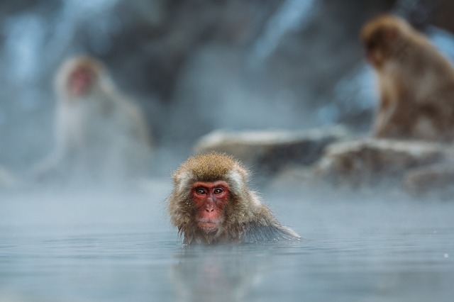 大分県・高崎山自然動物園のおさる館で楽しく歴史を巡ってみよう！