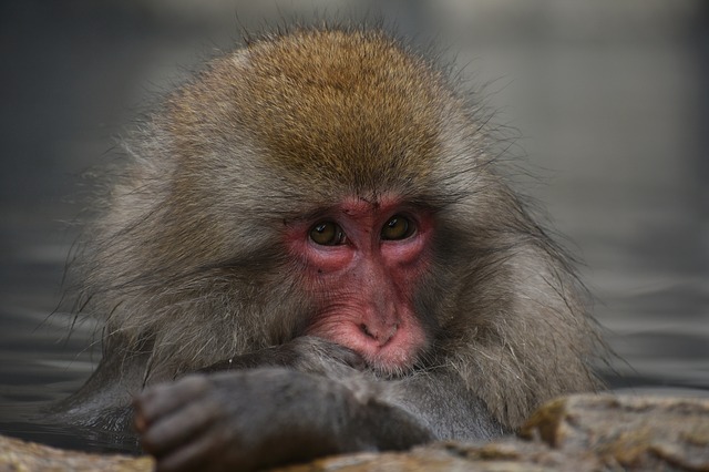 大分県・高崎山自然動物園のおさる館で楽しく歴史を巡ってみよう！