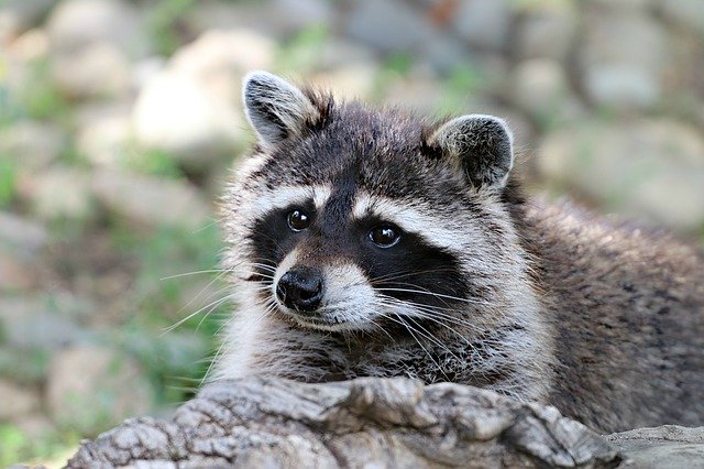 栃木県・宇都宮動物園でホワイトタイガーからプールまで楽しもう！