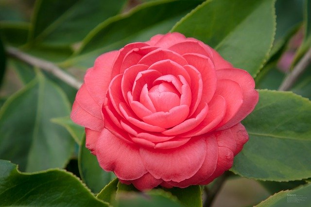和歌山県・四季の郷公園のバラとは？花や植物の魅力に触れよう！