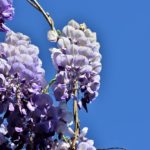 愛知県・徳川園の牡丹とは？四季の花やイベントを楽しもう！