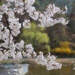 宮崎県・観音池公園で桜や紅葉を満喫！オススメのランチもご紹介！
