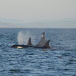 北海道・知床ネイチャークルーズで羅臼のクジラに出会おう！