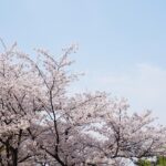 岩手県・高松公園のボートとは？注目の桜やバラ園までご紹介！