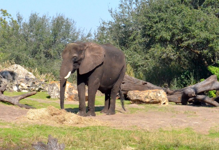 象の鼻はなぜ長いの？その理由とは？